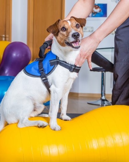 Fisioterapia Veterinária