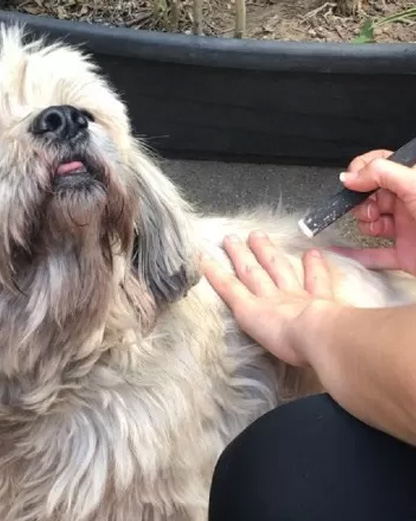 Moxa na Reabilitação Veterinária