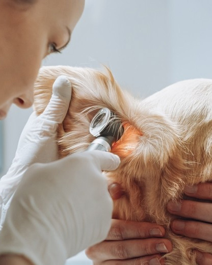 Terapia Neural para Animais