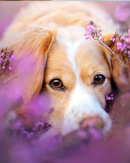 Terapia Floral para Animais