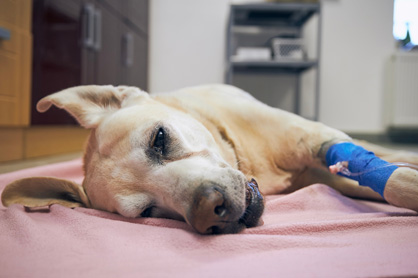 Dicas para Prevenir Lesões em Animais de Estimação