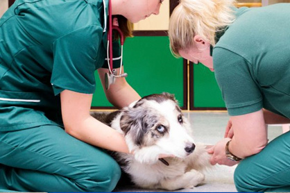 Como Identificar se Seu Pet Precisa de Acupuntura